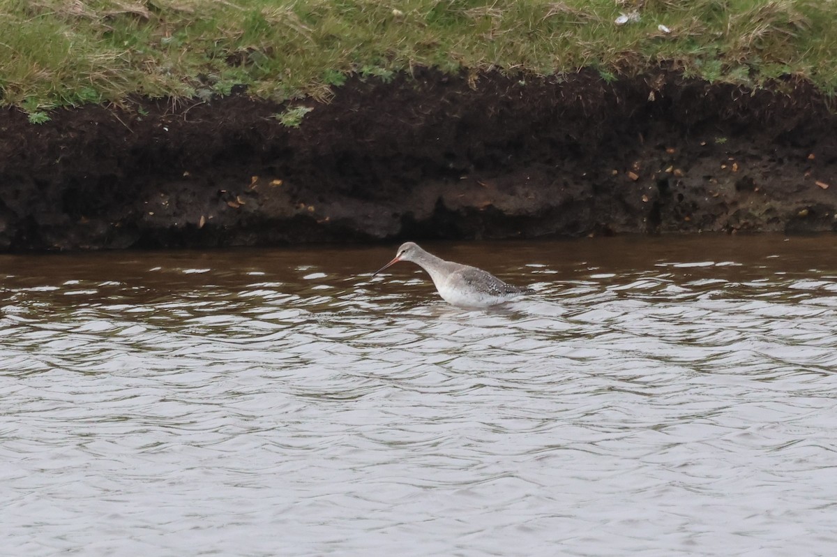 Spotted Redshank - ML616291435