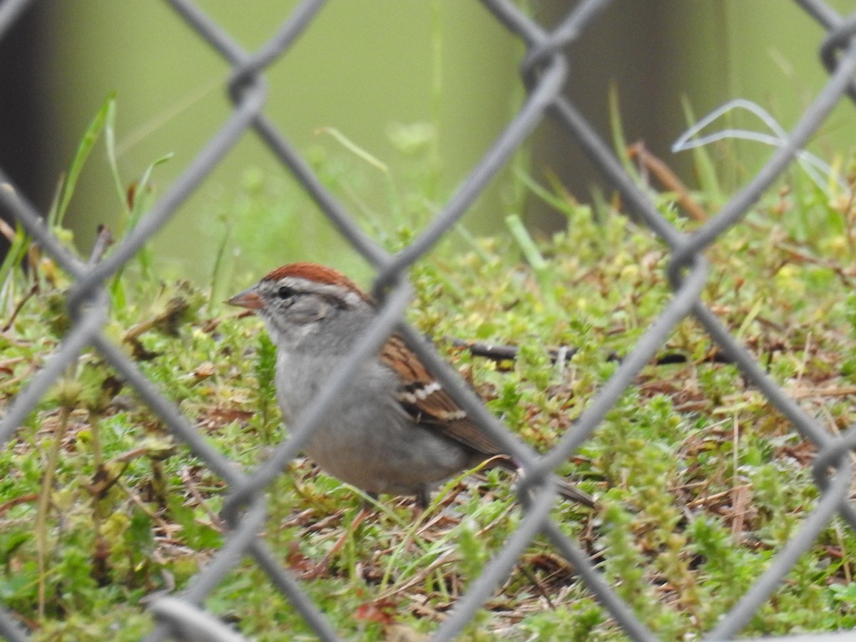 Chipping Sparrow - ML616291452