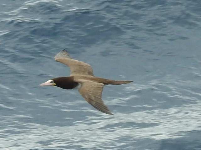 Brown Booby - ML616291794