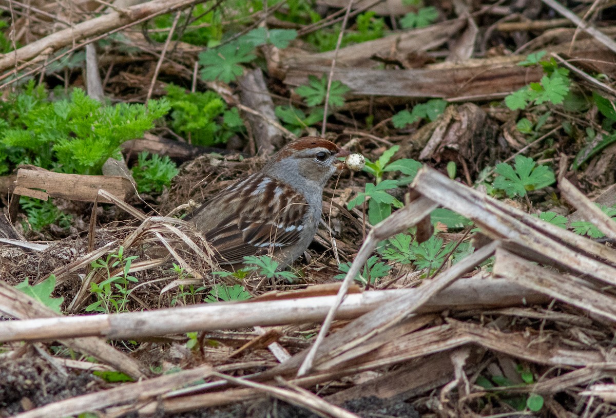 Swamp Sparrow - ML616291880