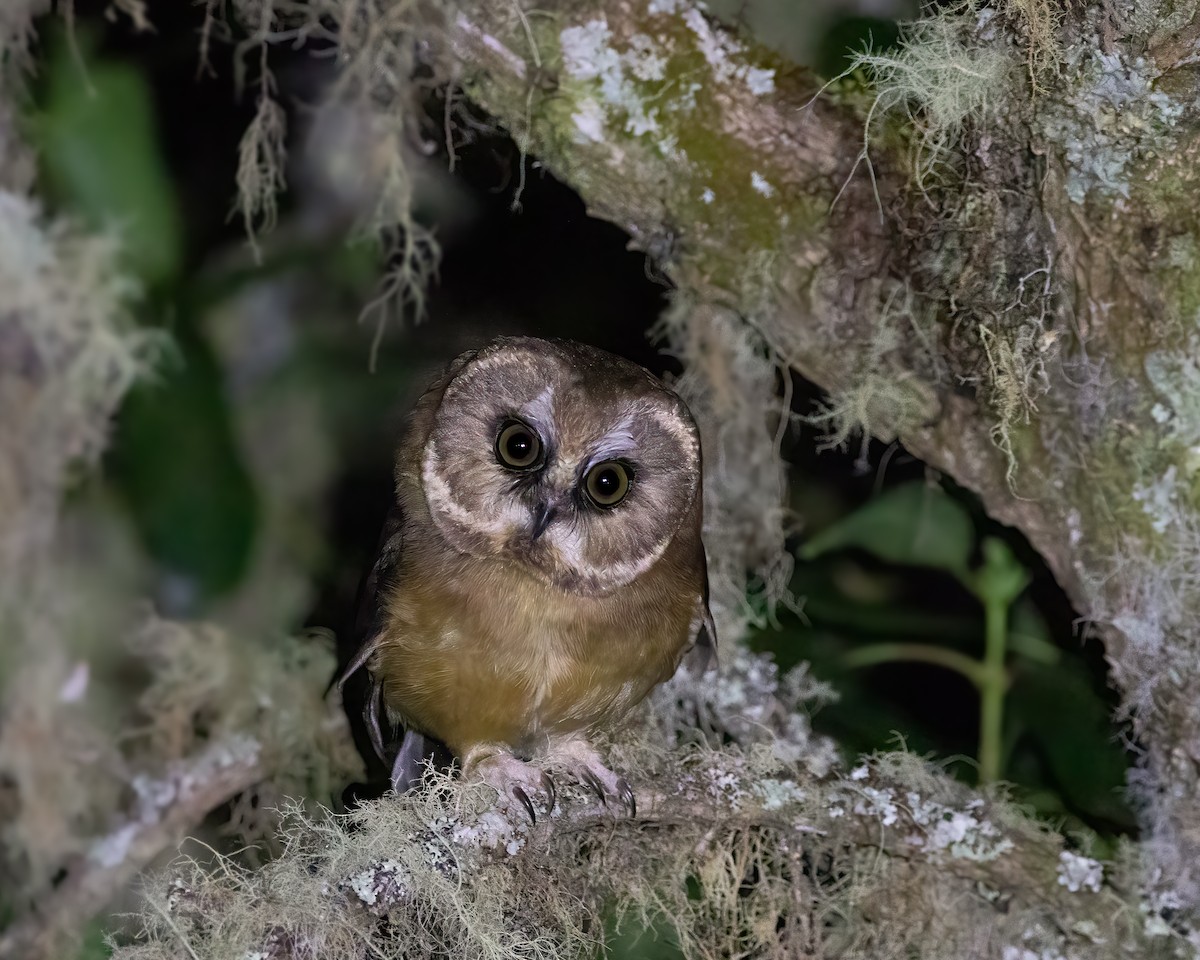 Unspotted Saw-whet Owl - Quinn Diaz