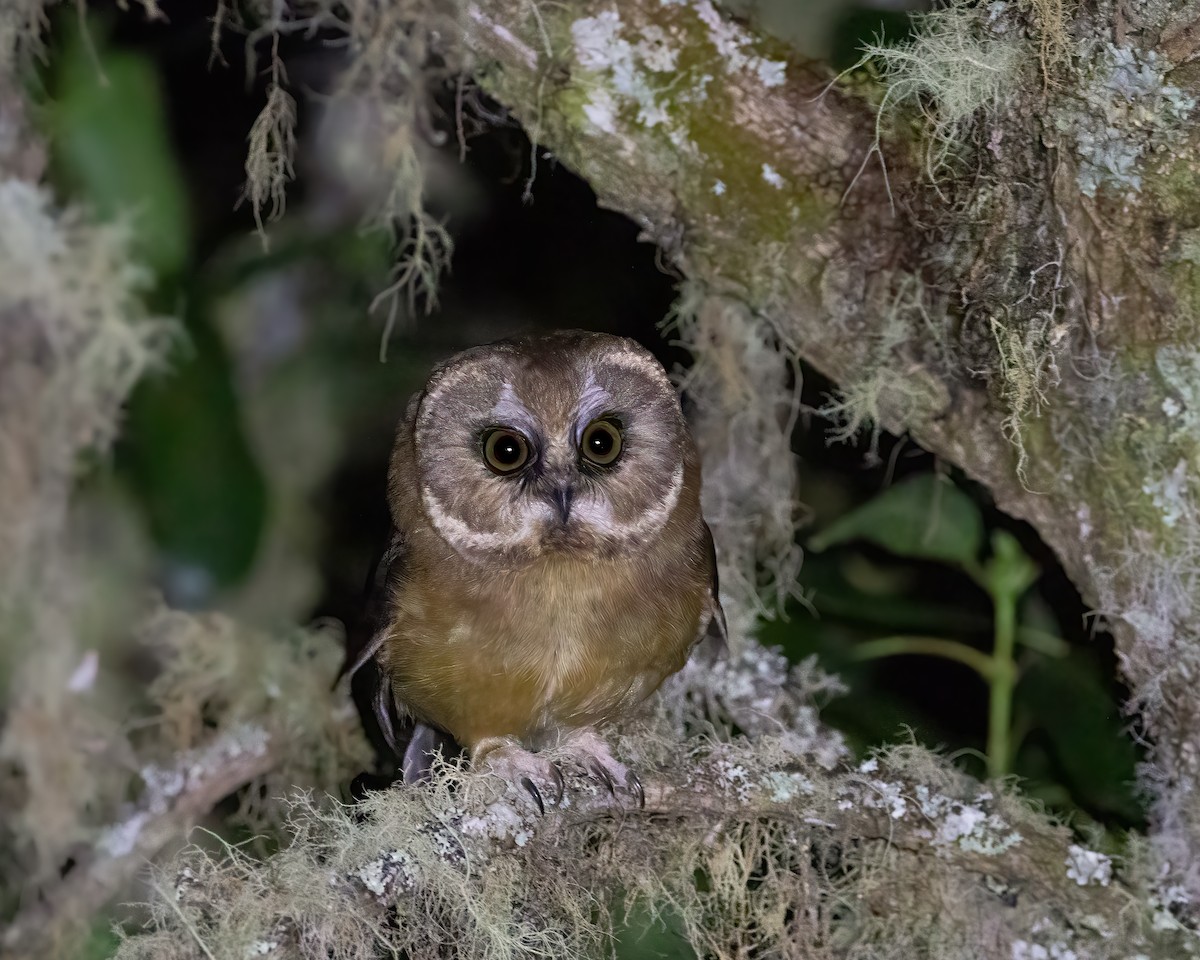 Unspotted Saw-whet Owl - Quinn Diaz