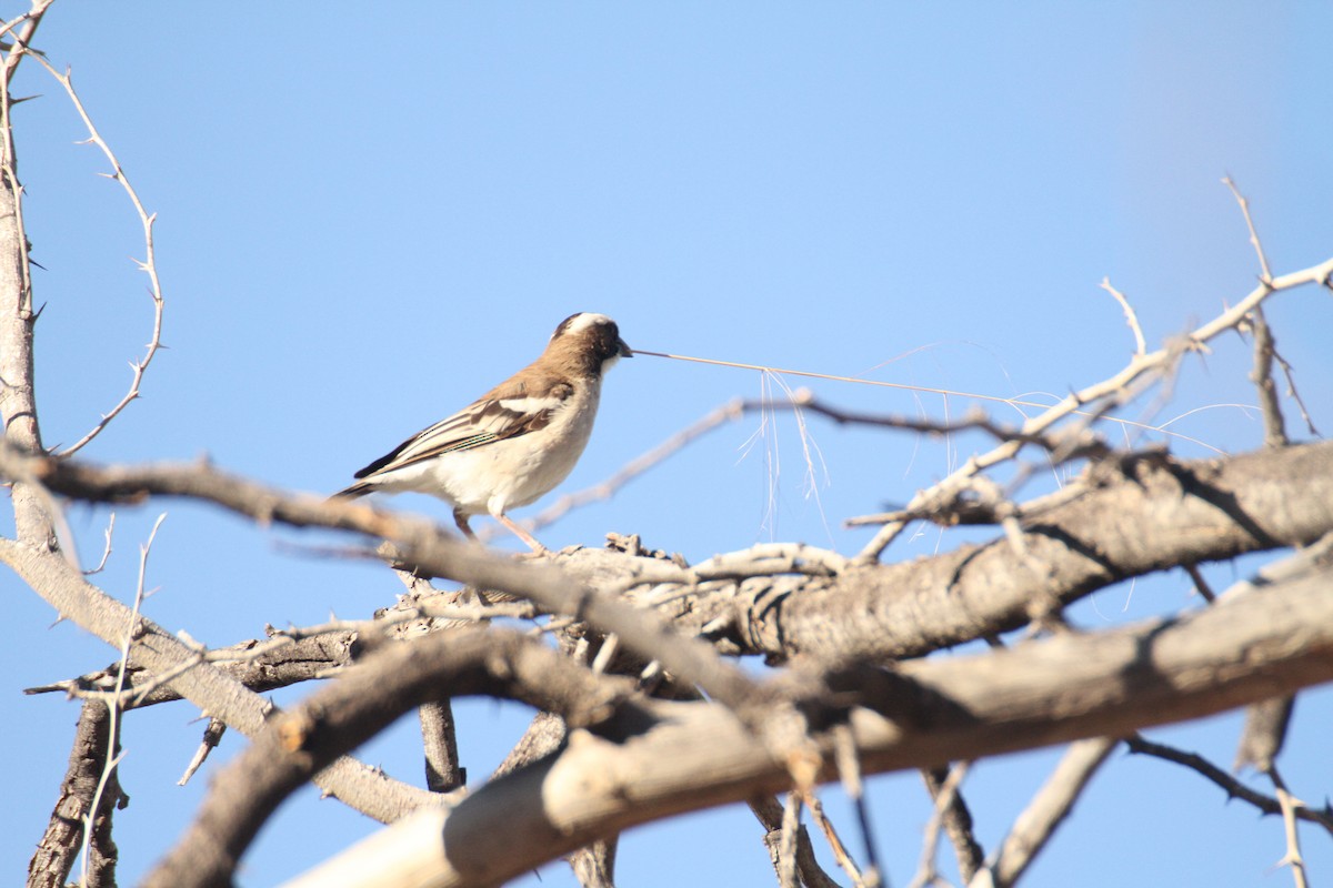 White-browed Sparrow-Weaver - Adrien Pajot