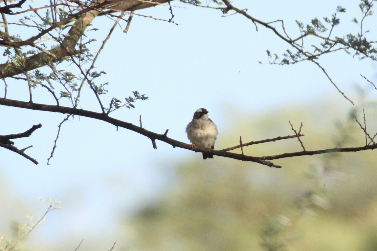 White-browed Sparrow-Weaver - Adrien Pajot