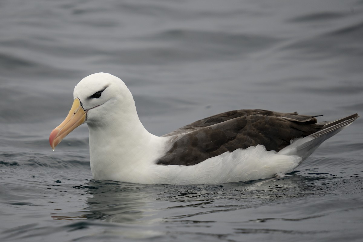 albatros černobrvý - ML616292153