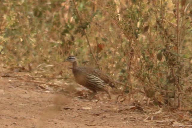 Double-spurred Spurfowl - ML616292173