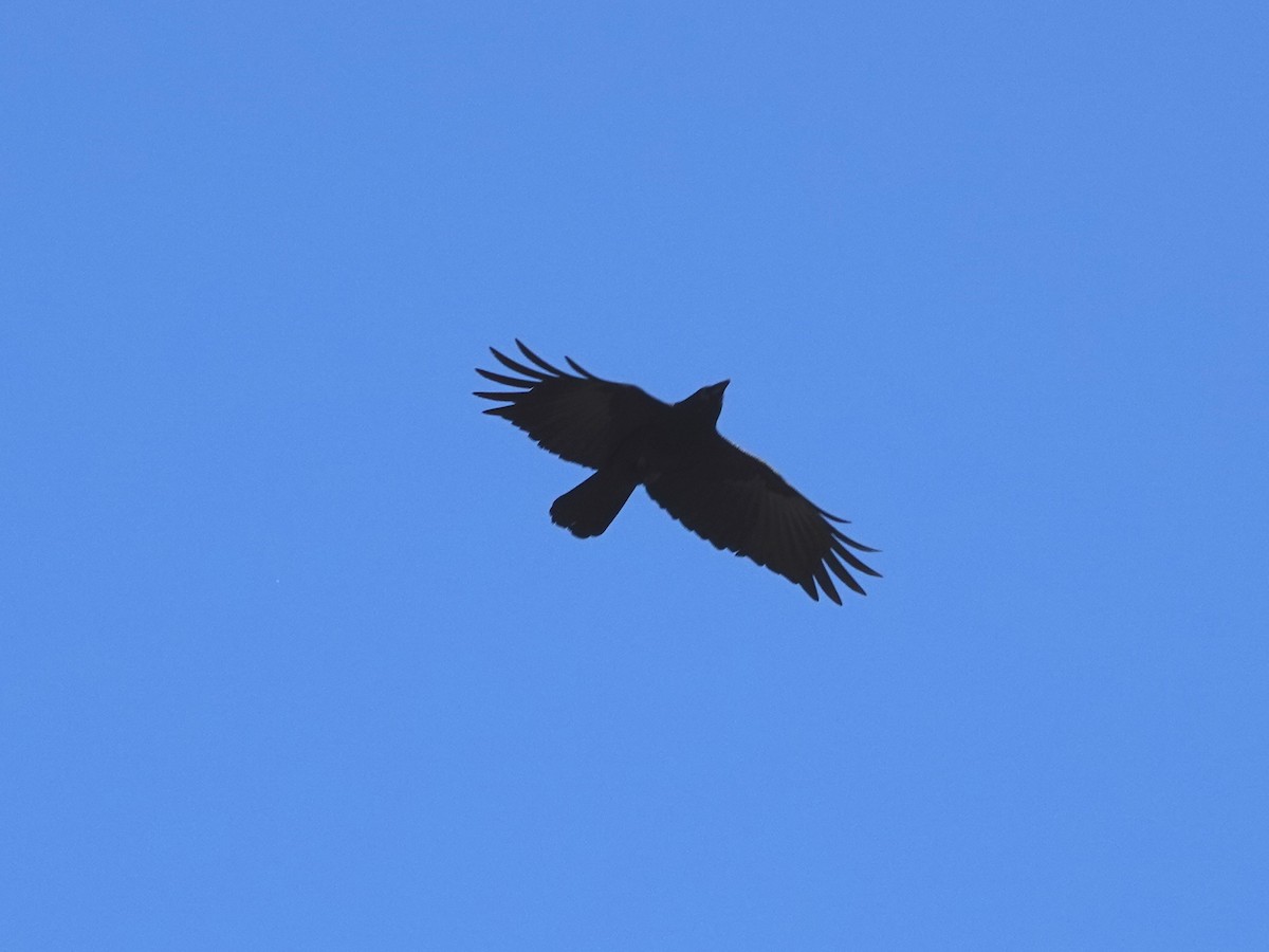 American Crow - Norman Uyeda
