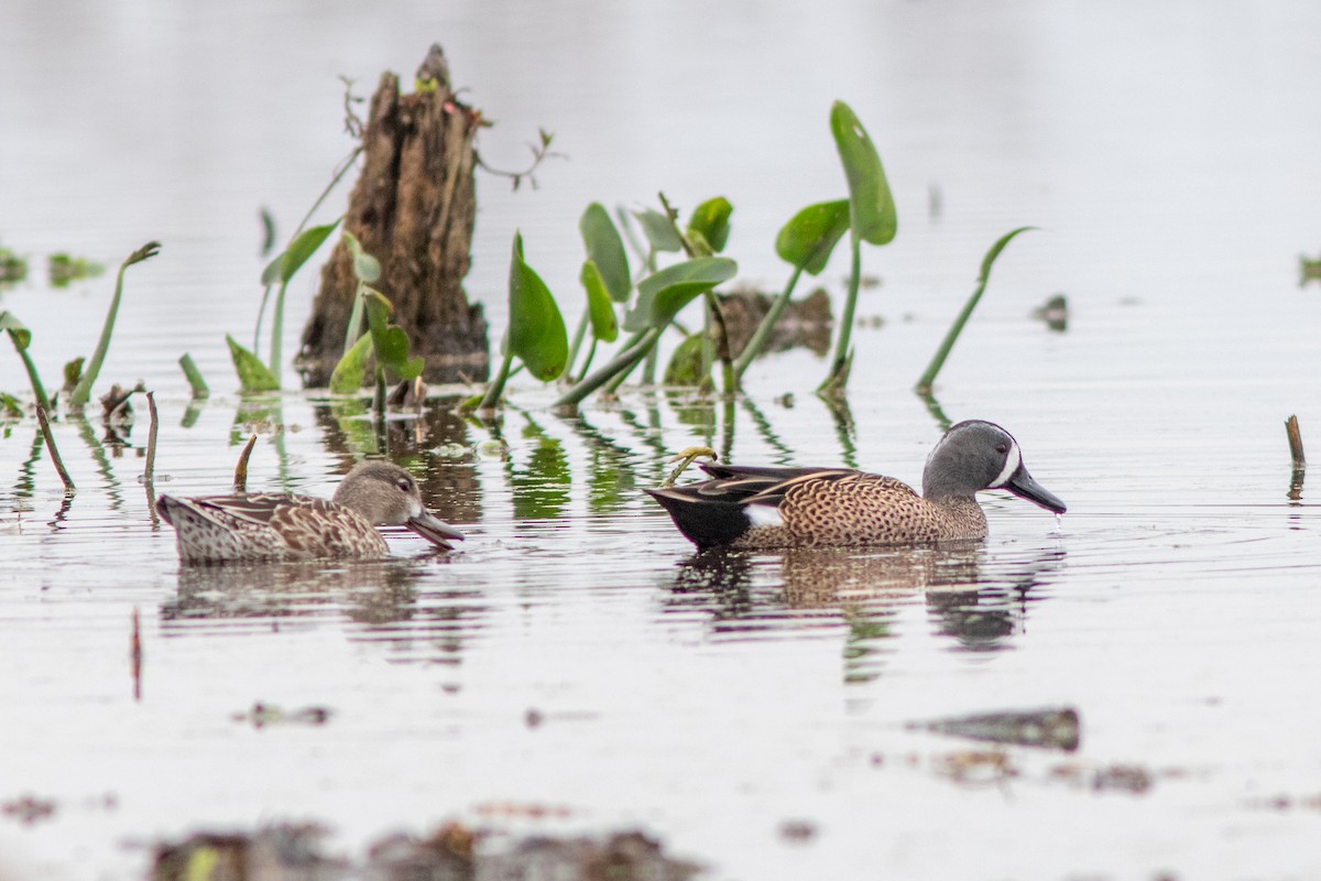Blue-winged Teal - ML616292313