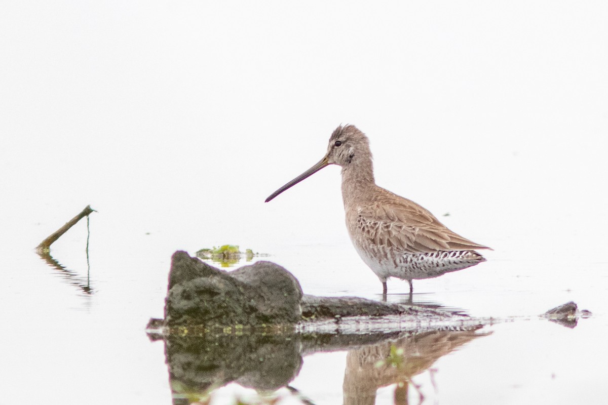 Long-billed Dowitcher - ML616292341
