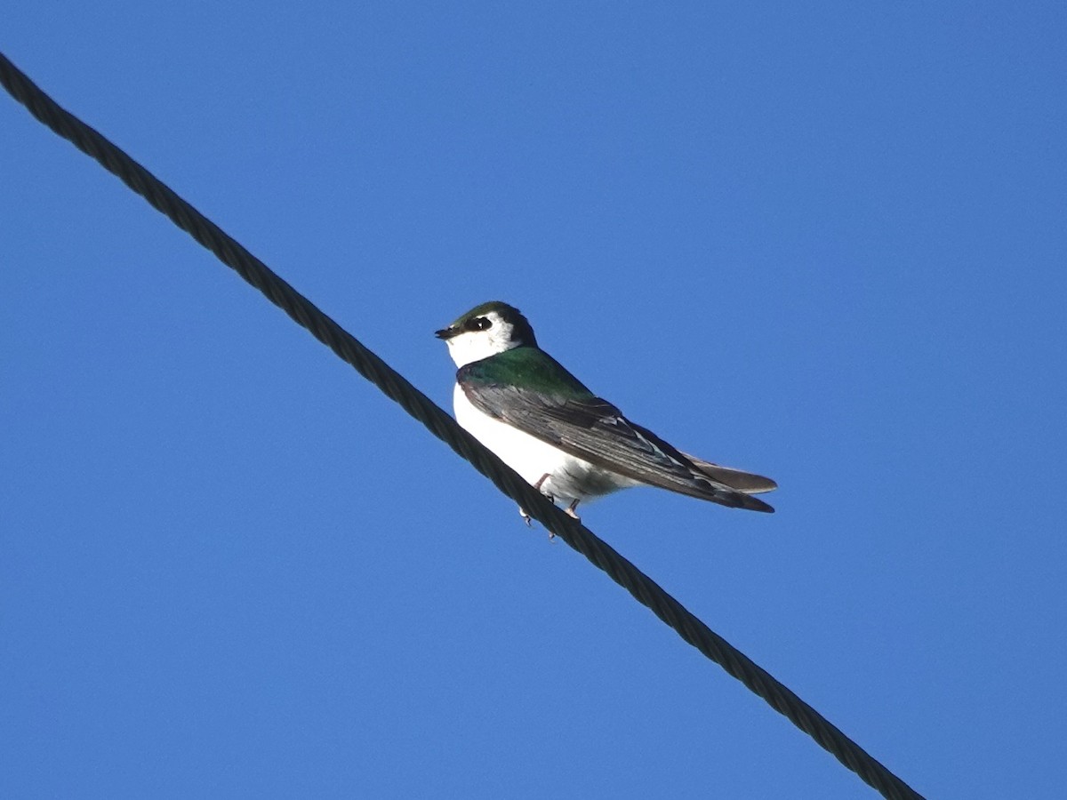 Violet-green Swallow - ML616292364