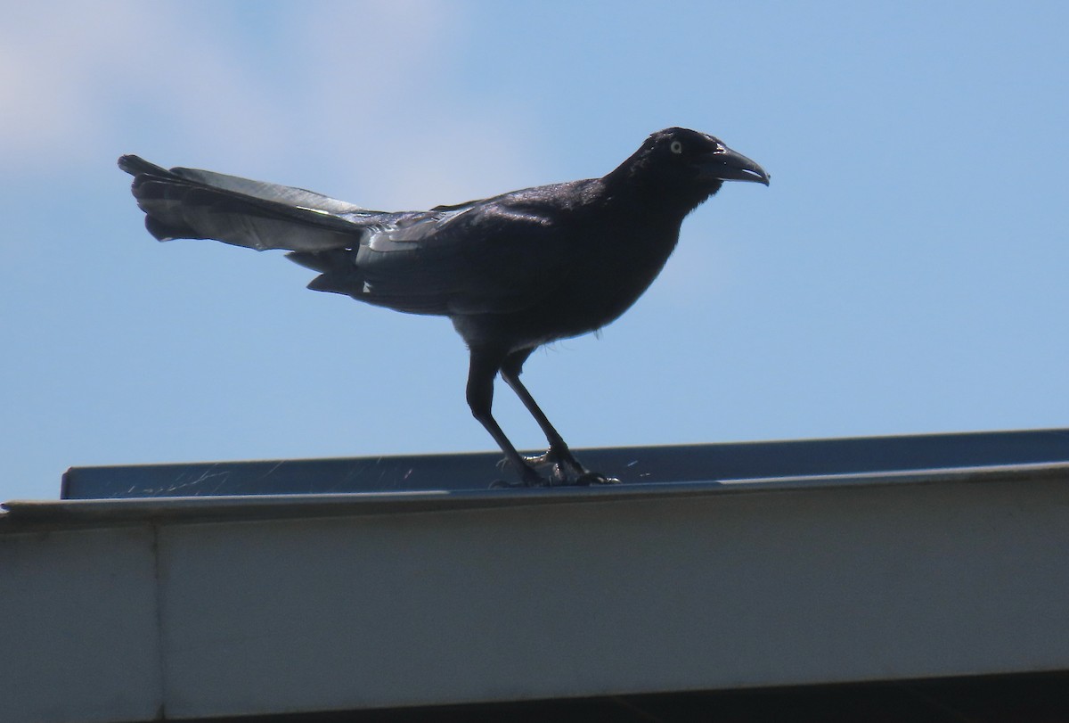 Great-tailed Grackle - ML616292388