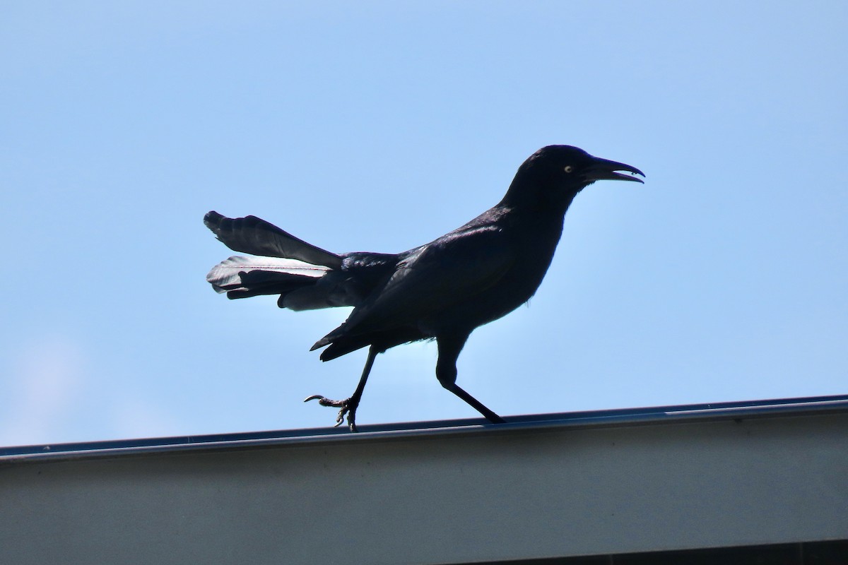 Great-tailed Grackle - ML616292389