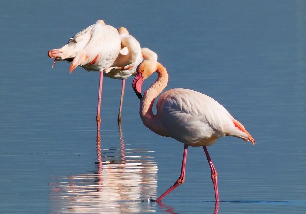 Greater Flamingo - Mustafa Coşkun  Sancar