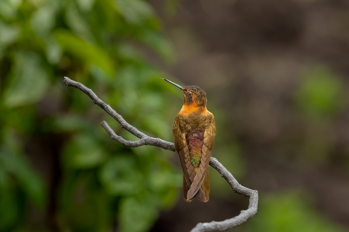 kolibřík duhovohřbetý - ML616292492