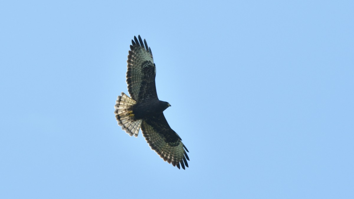 Short-tailed Hawk - ML616292512