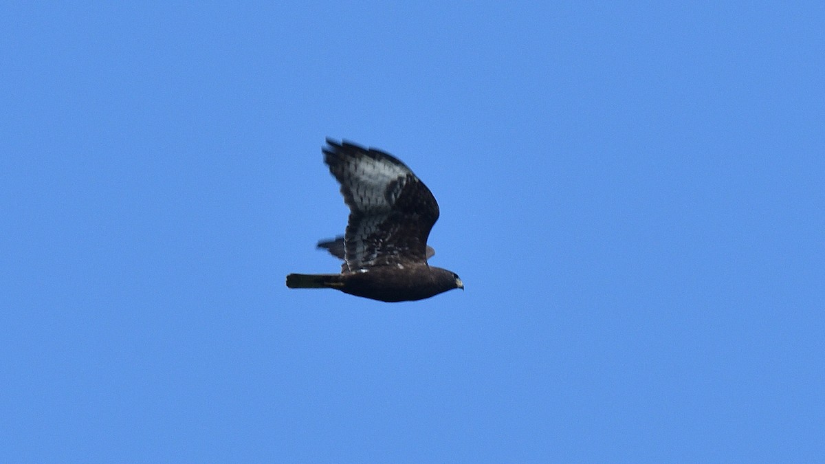 Short-tailed Hawk - ML616292515