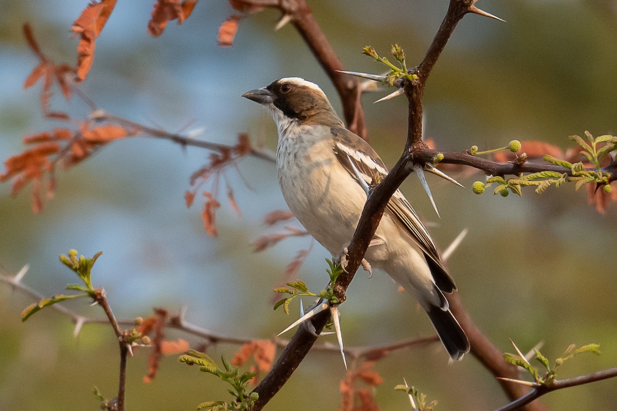 White-browed Sparrow-Weaver - Dotty Doherty
