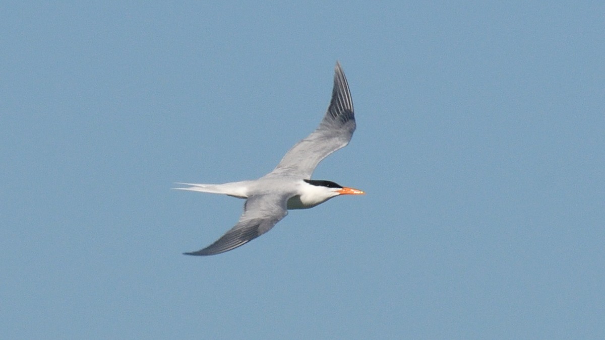 Royal Tern - Dominic Sherony