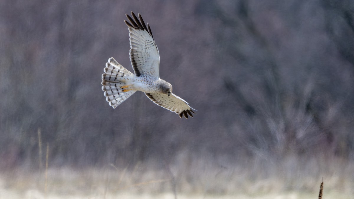 Northern Harrier - Paul Clifford