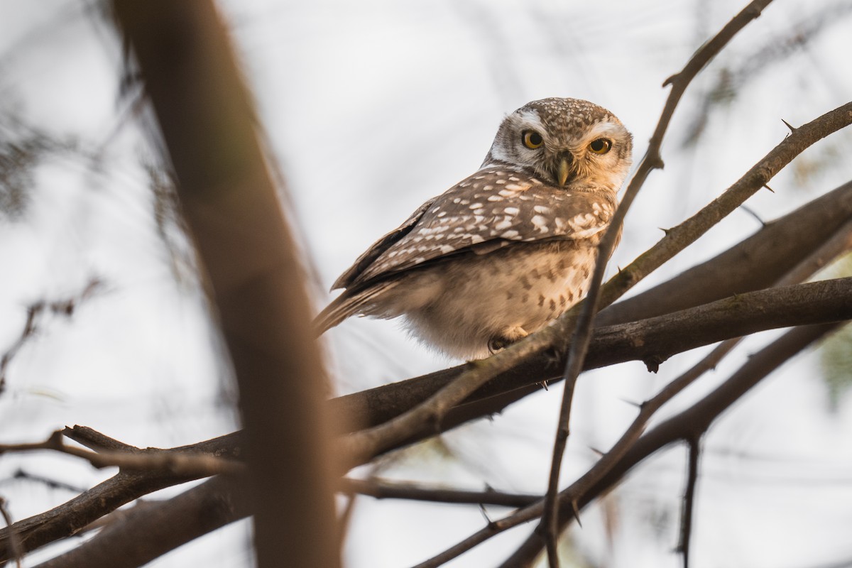 Spotted Owlet - Enrique Arnaiz
