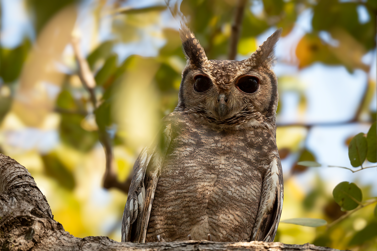 Grayish Eagle-Owl - ML616292699
