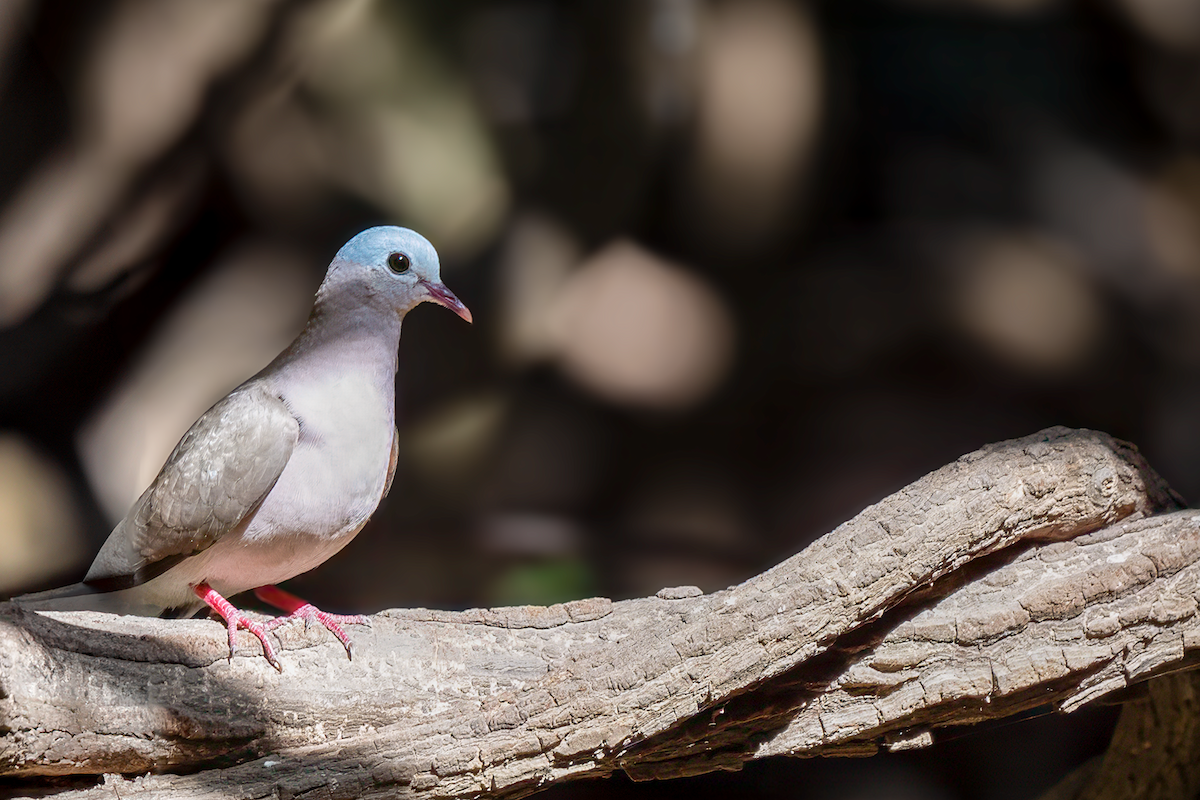 Blue-spotted Wood-Dove - ML616292724