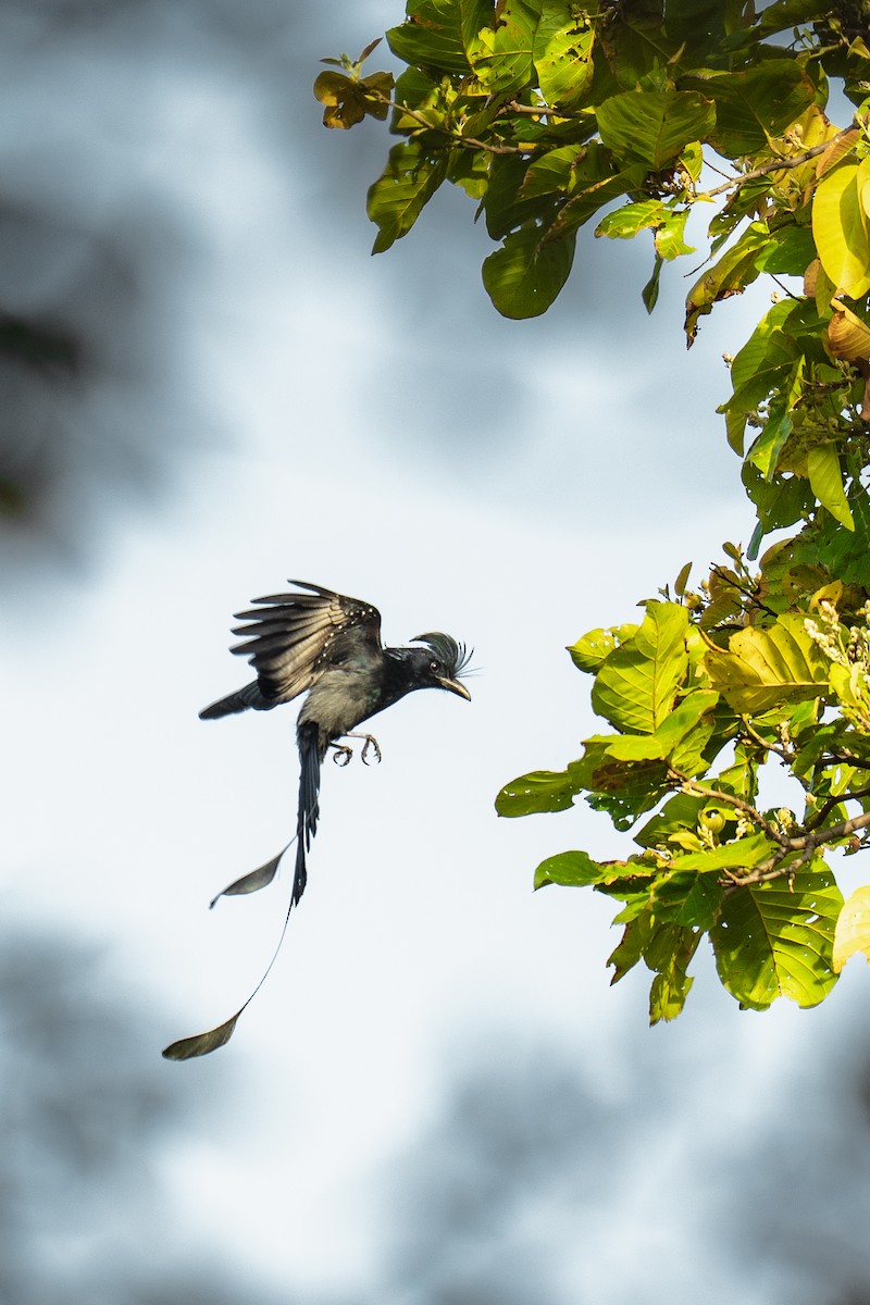 Greater Racket-tailed Drongo - ML616292731