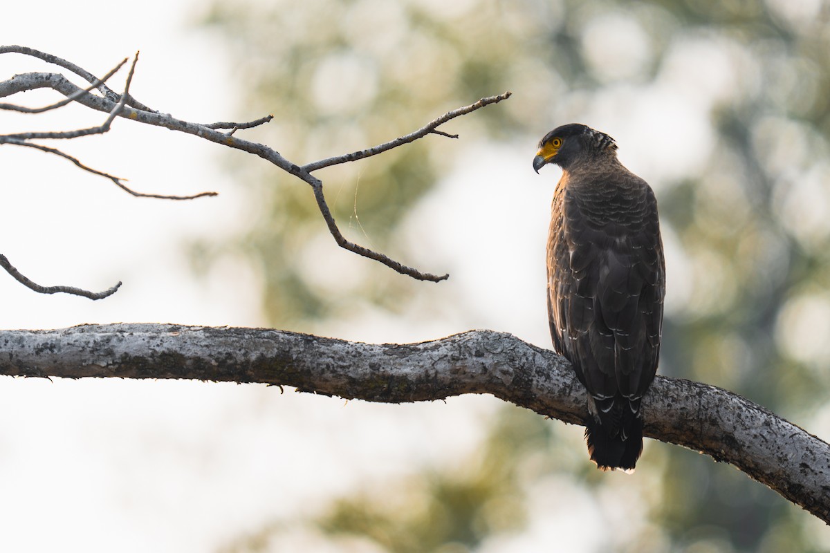 Crested Serpent-Eagle - ML616292792