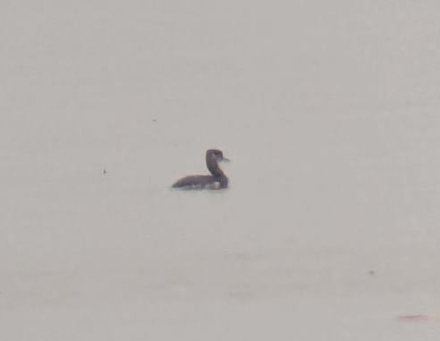 Red-necked Grebe - ML616292873
