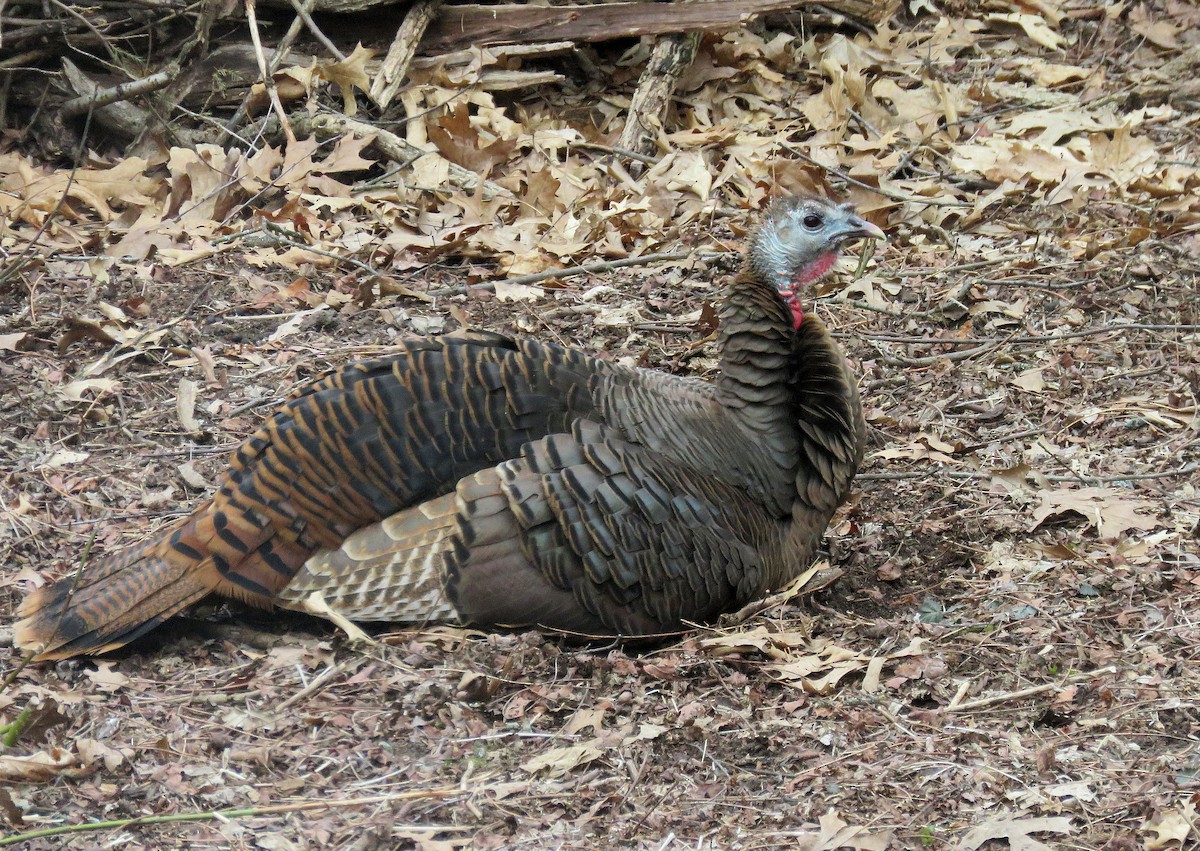 eBird Checklist 21 Mar 2024 W349S3970 Waterville Rd, Dousman USWI
