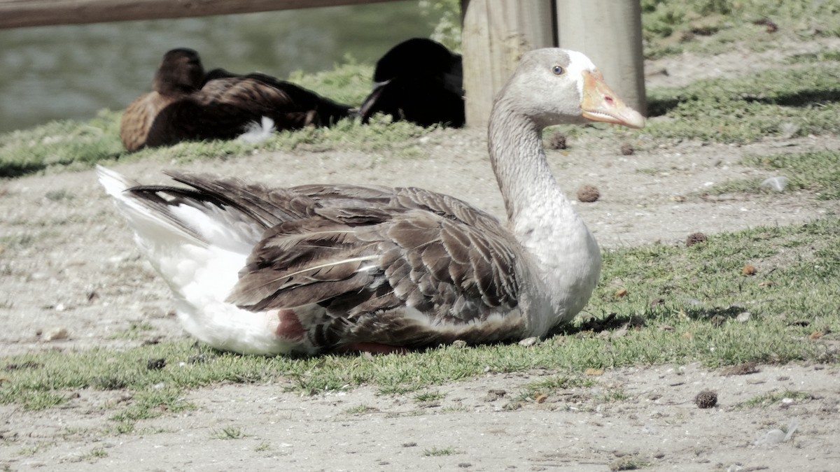 Graylag Goose (Domestic type) - ML616292960