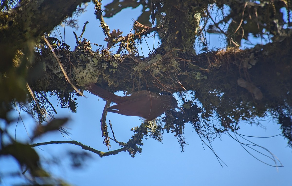 Spot-crowned Woodcreeper - ML616293066
