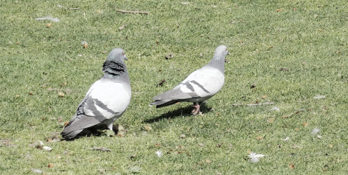 Rock Pigeon (Feral Pigeon) - ML616293180