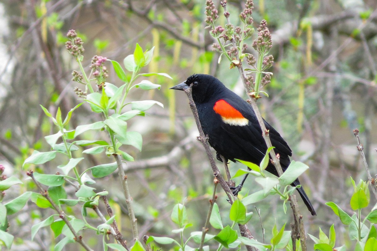 Red-winged Blackbird - ML616293337