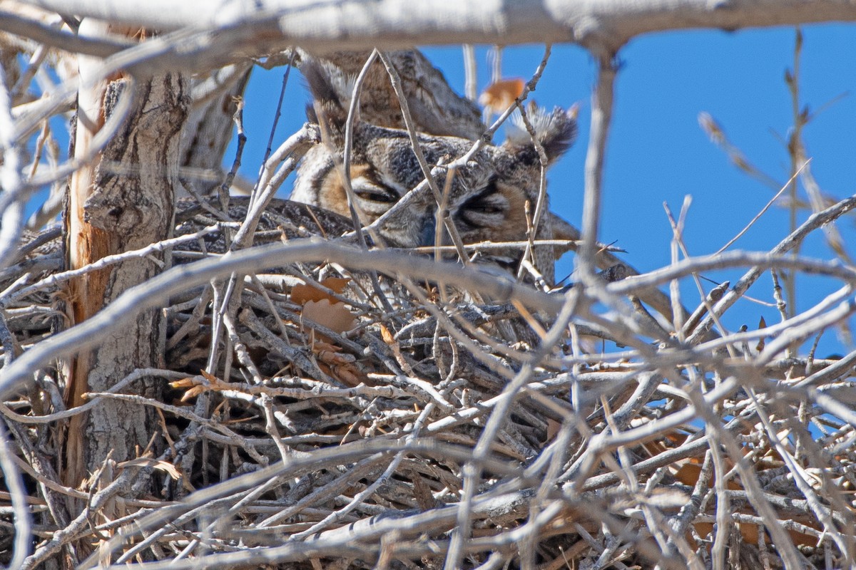 Great Horned Owl - ML616293386