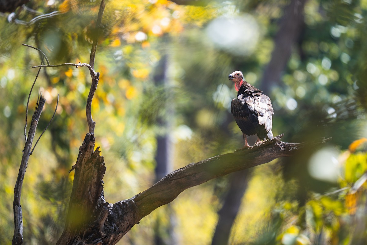 Red-headed Vulture - ML616293552