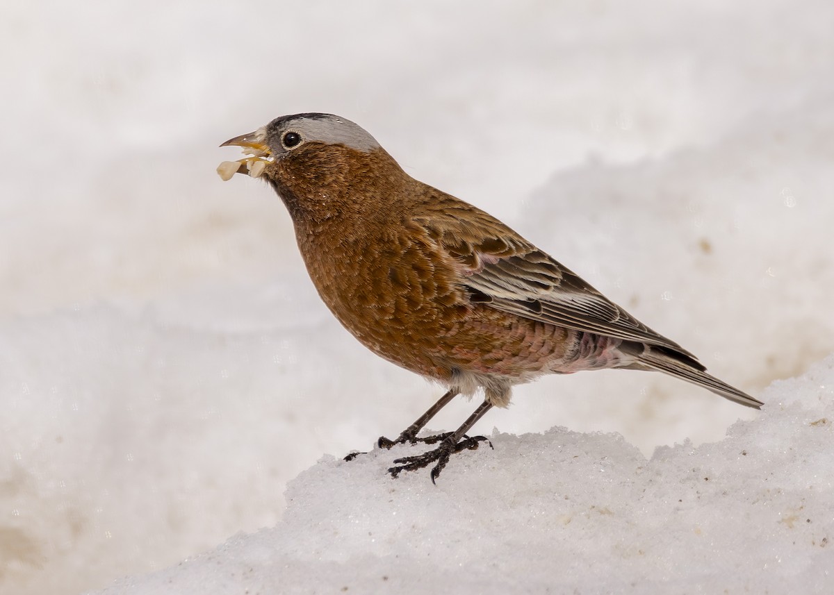 Gray-crowned Rosy-Finch (Gray-crowned) - ML616293582