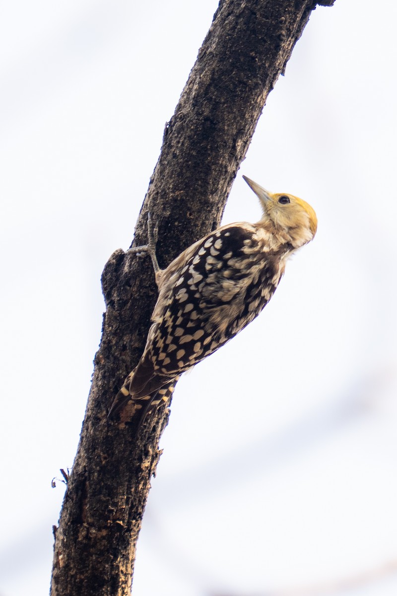 Yellow-crowned Woodpecker - ML616293609