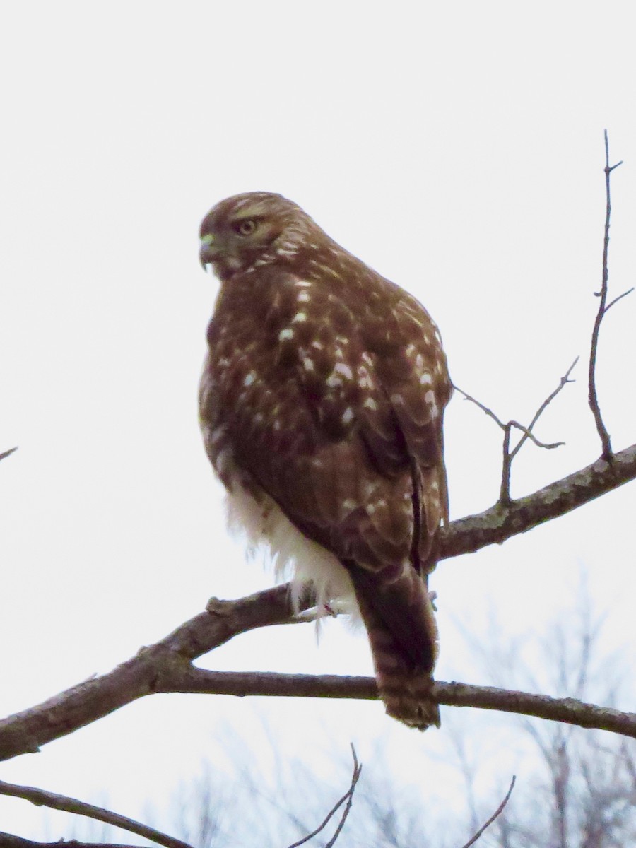 Red-tailed Hawk - ML616293804
