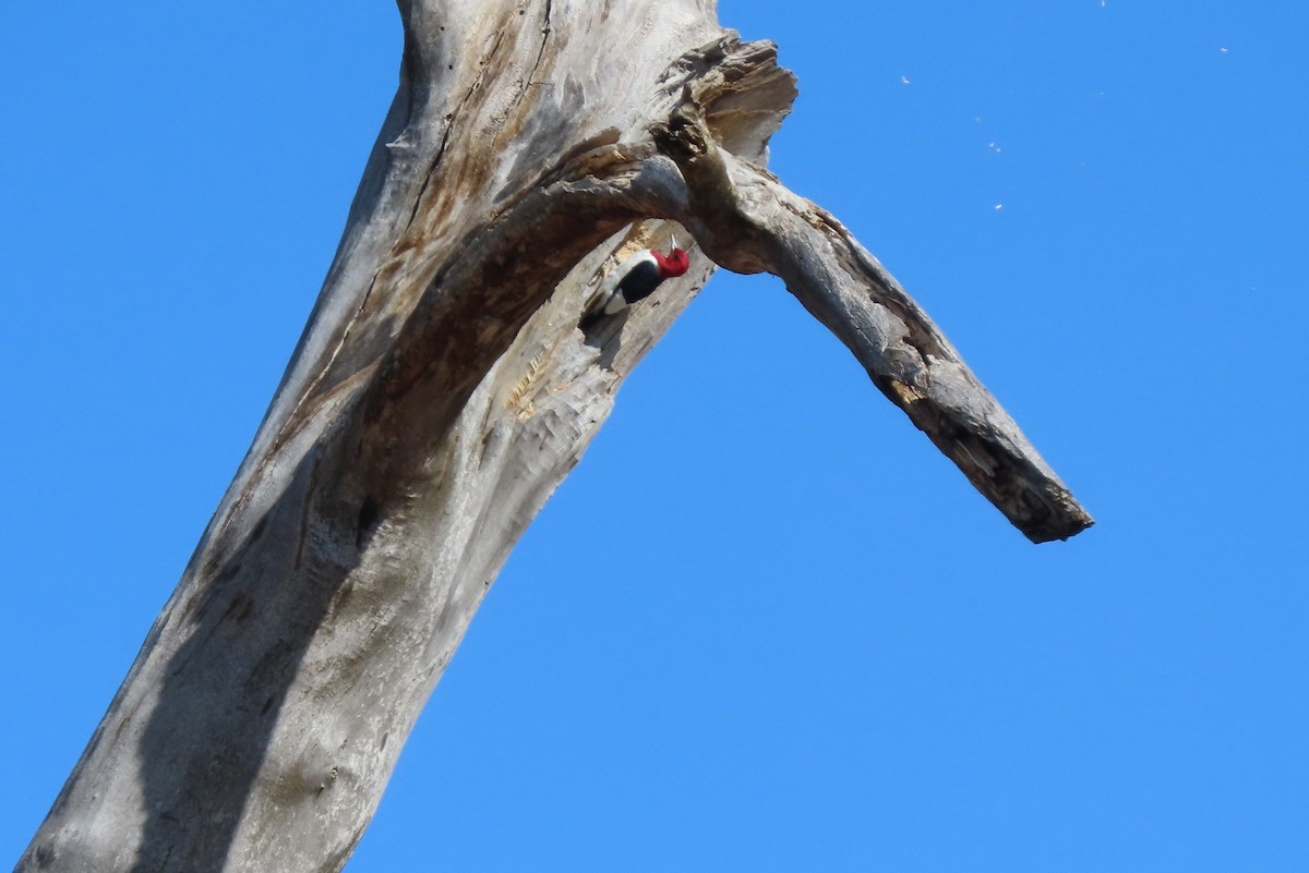 Red-headed Woodpecker - ML616293891