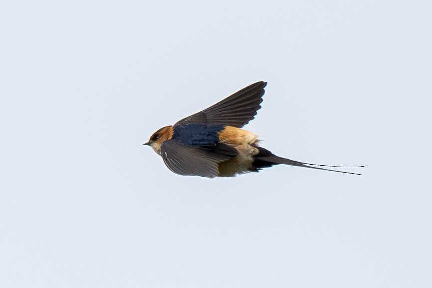 Red-rumped Swallow - ML616294020