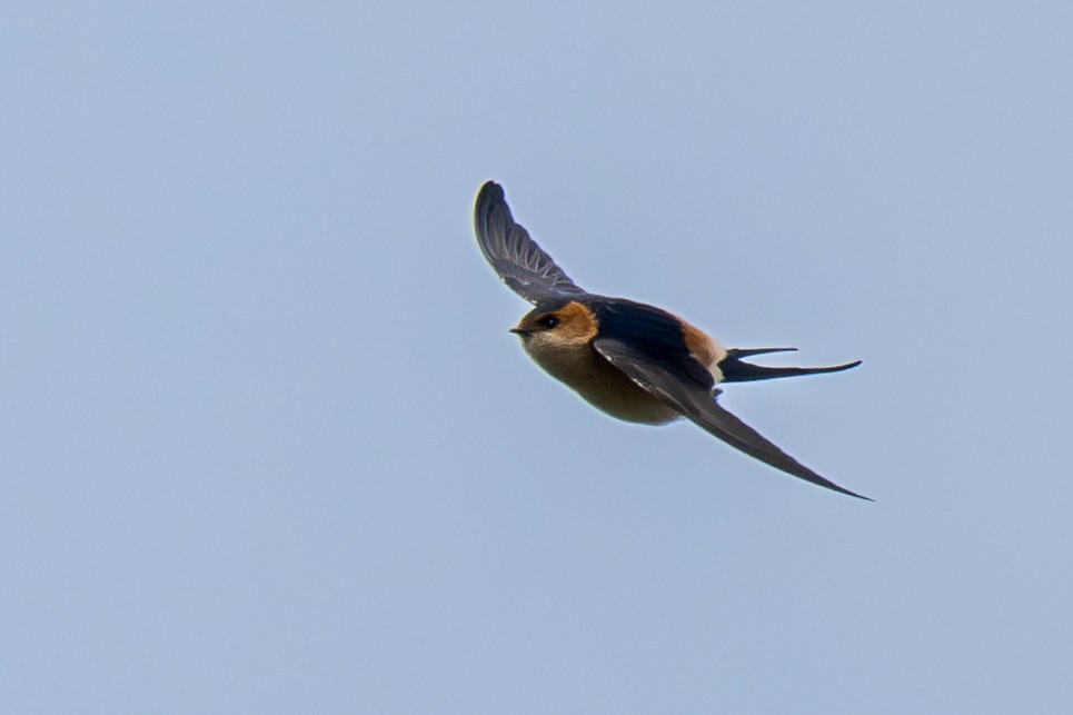 Red-rumped Swallow - ML616294021