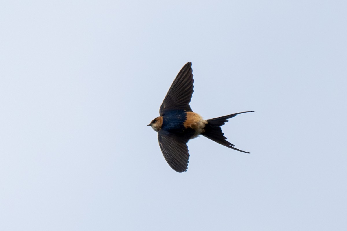 Red-rumped Swallow - ML616294022