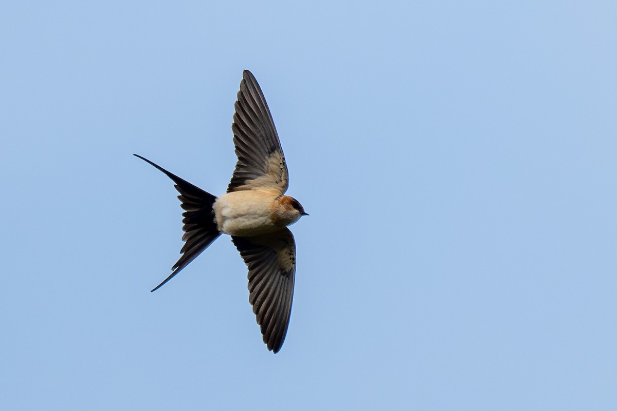 Red-rumped Swallow - ML616294023