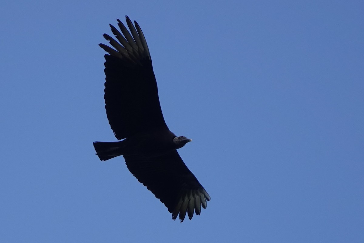 Black Vulture - Elizabeth Szekeres