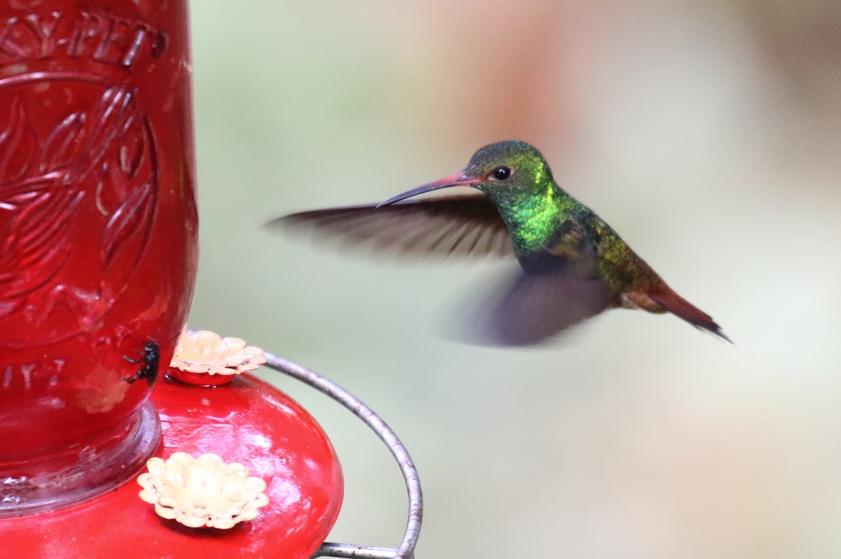 Rufous-tailed Hummingbird - ML616294197
