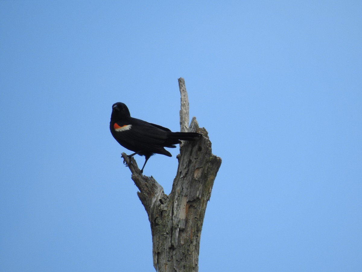 Red-winged Blackbird - Jay Follett
