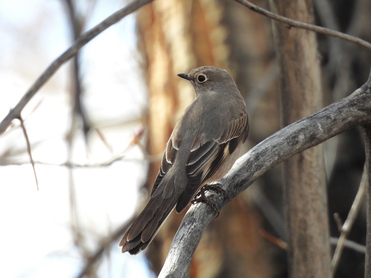Townsend's Solitaire - ML616294219