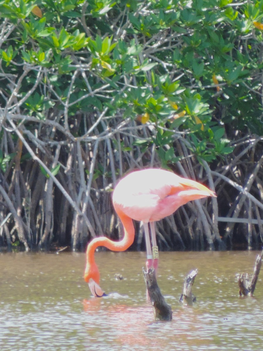 American Flamingo - Kathryn Hyndman