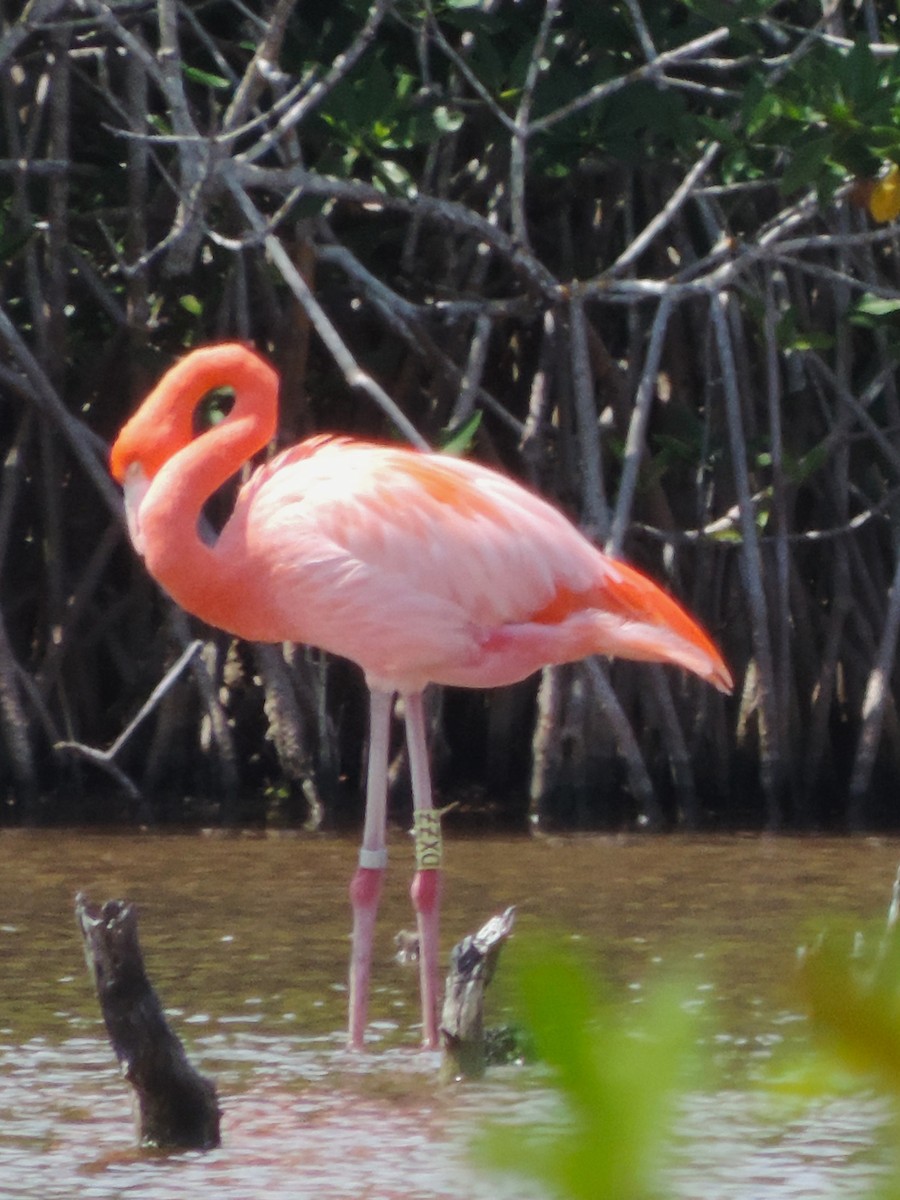 American Flamingo - Kathryn Hyndman